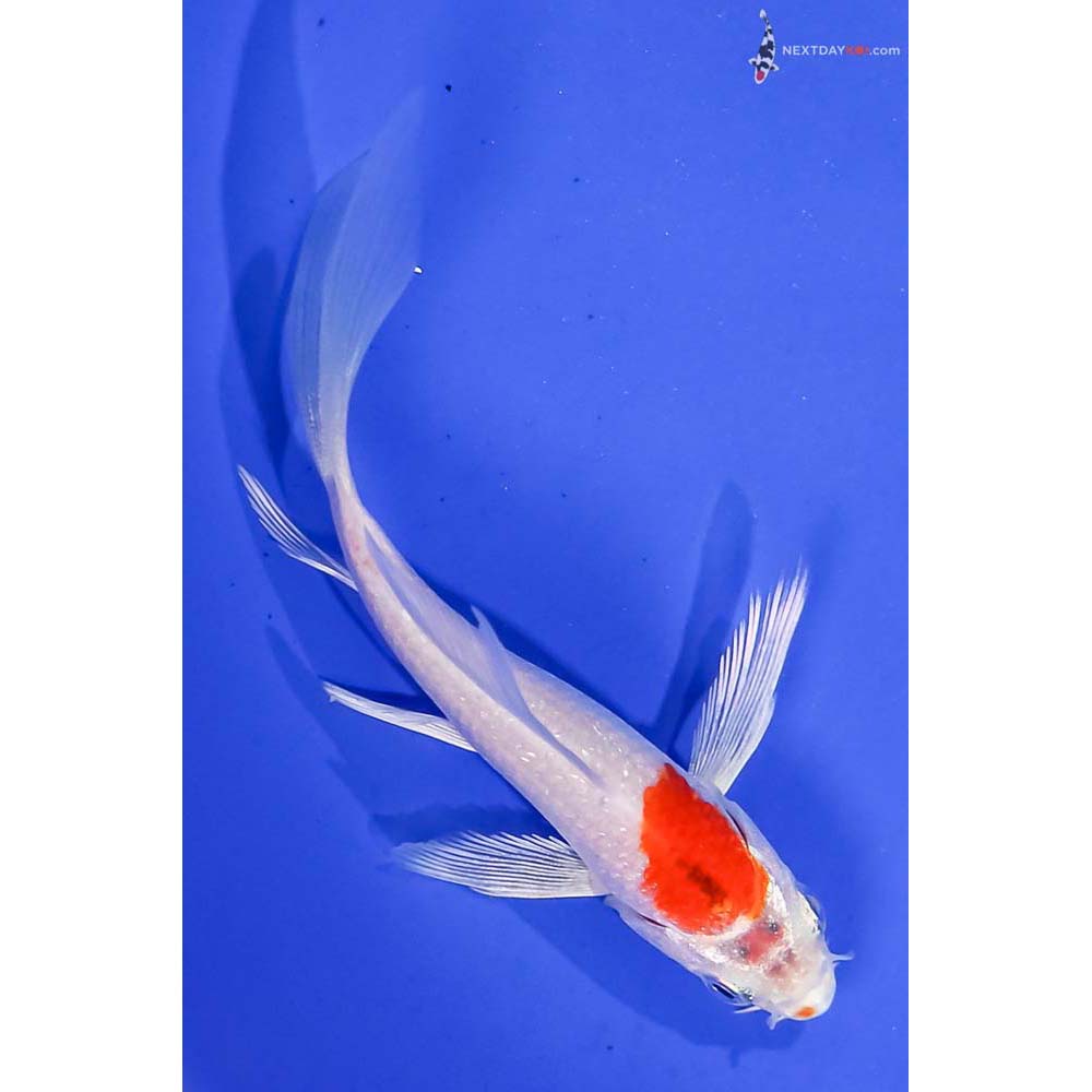 4” Imported Hariwake Butterfly Koi
