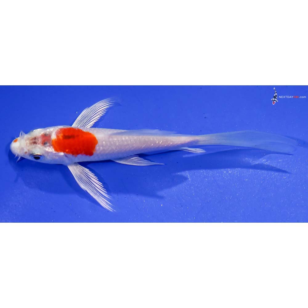 4” Imported Hariwake Butterfly Koi