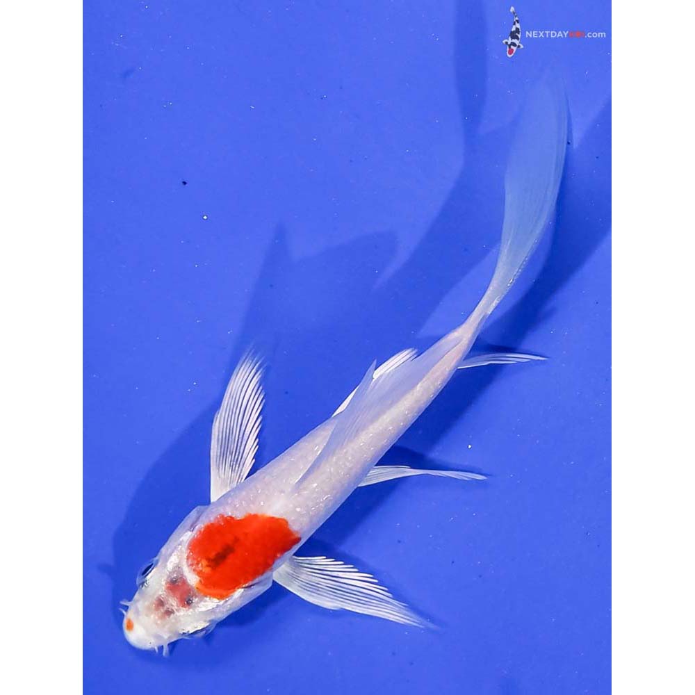 4” Imported Hariwake Butterfly Koi
