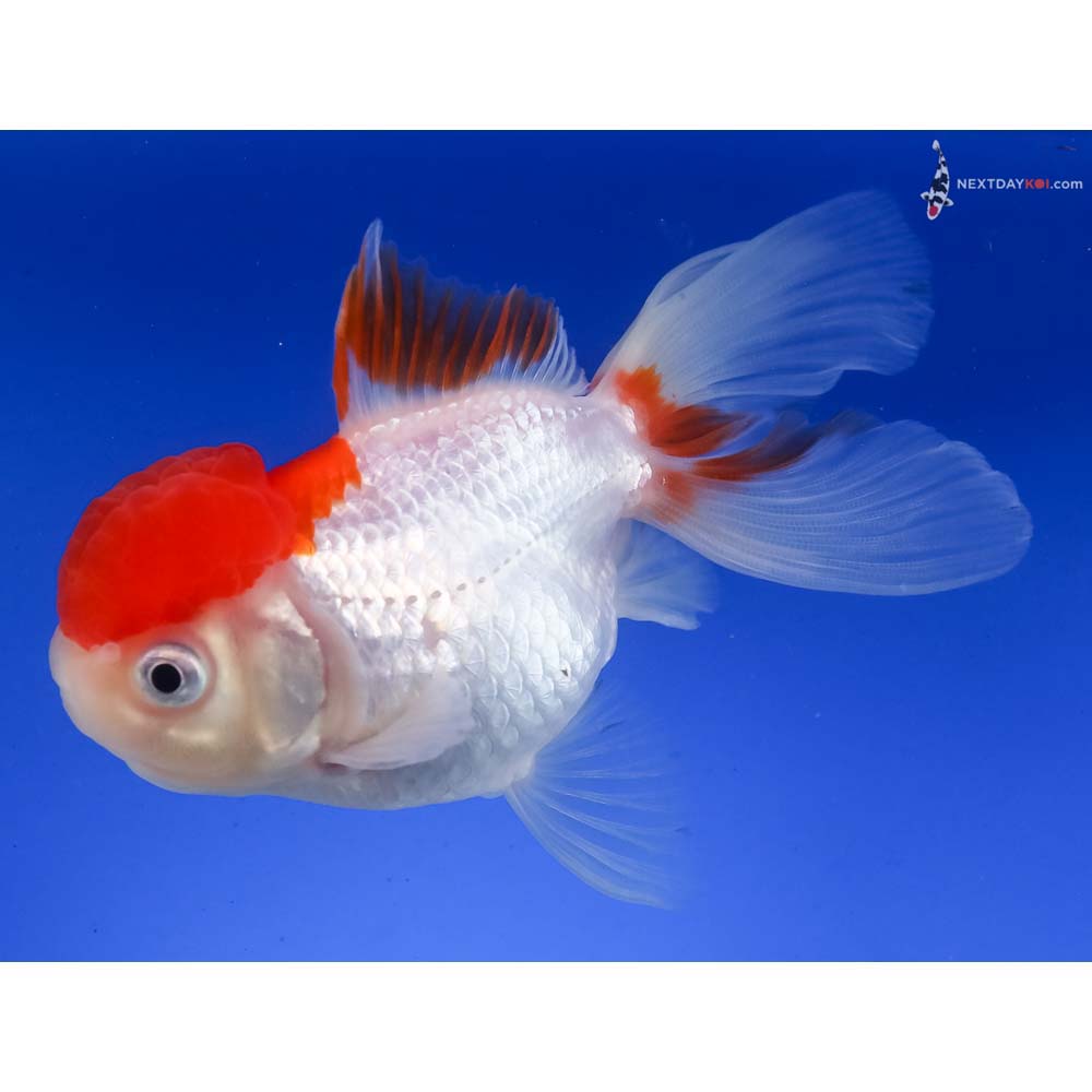 4” Imported Red and White Oranda