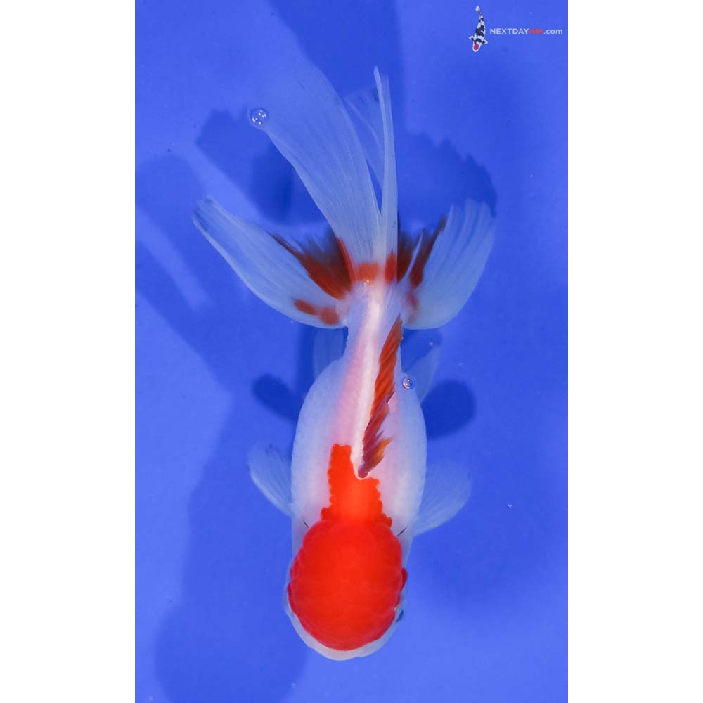 4” Imported Red and White Oranda