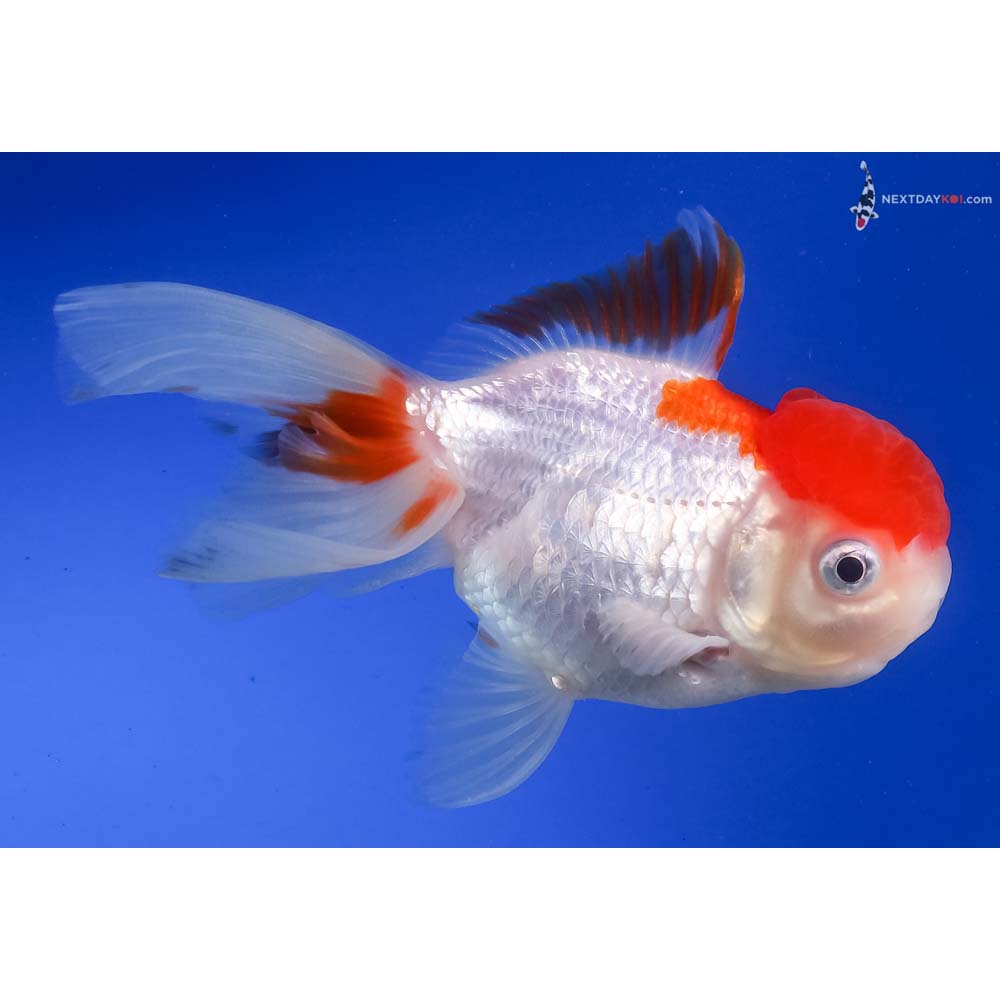 4” Imported Red and White Oranda