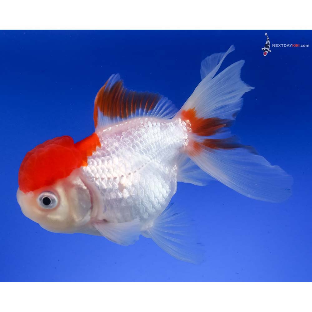 4” Imported Red and White Oranda