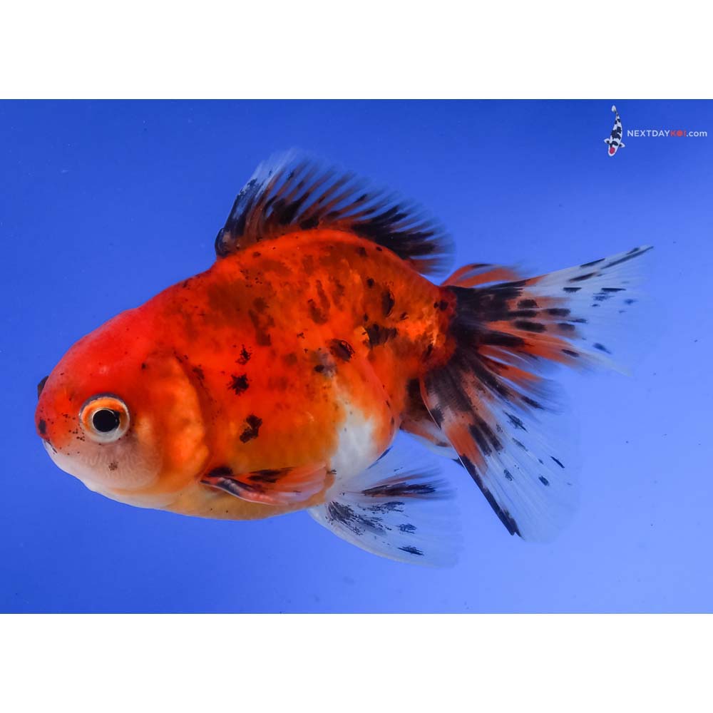 4” Imported Calico Oranda
