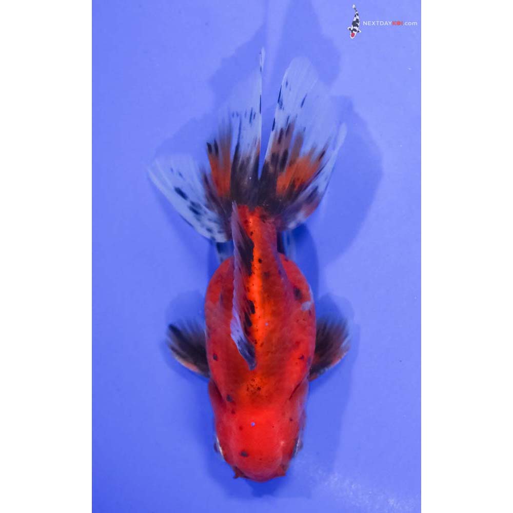 4” Imported Calico Oranda