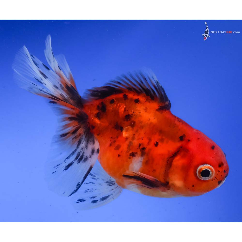 4” Imported Calico Oranda