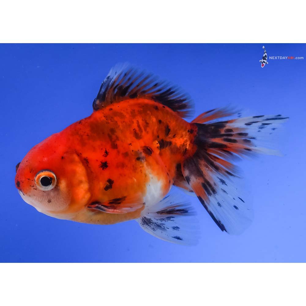 4” Imported Calico Oranda