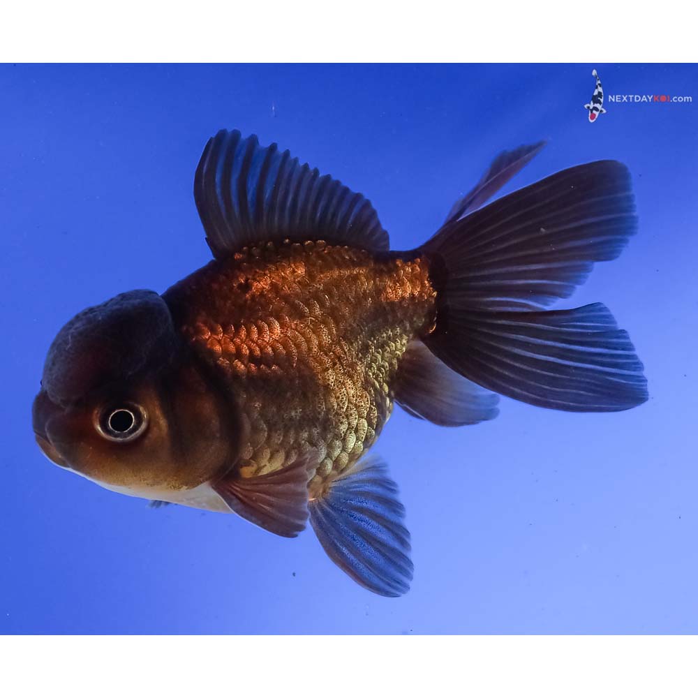 4” Imported Male Chocolate Oranda