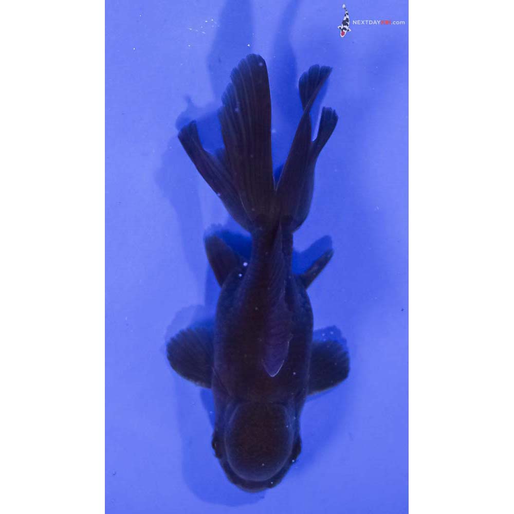 4” Imported Male Chocolate Oranda