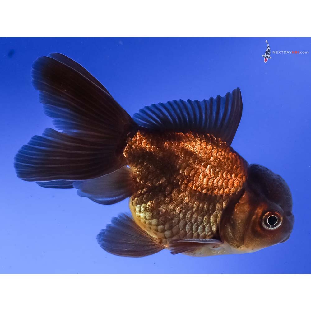 4” Imported Male Chocolate Oranda