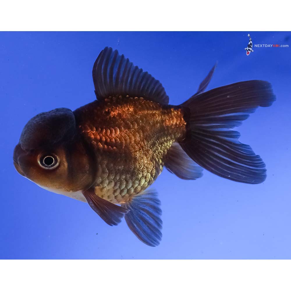 4” Imported Male Chocolate Oranda