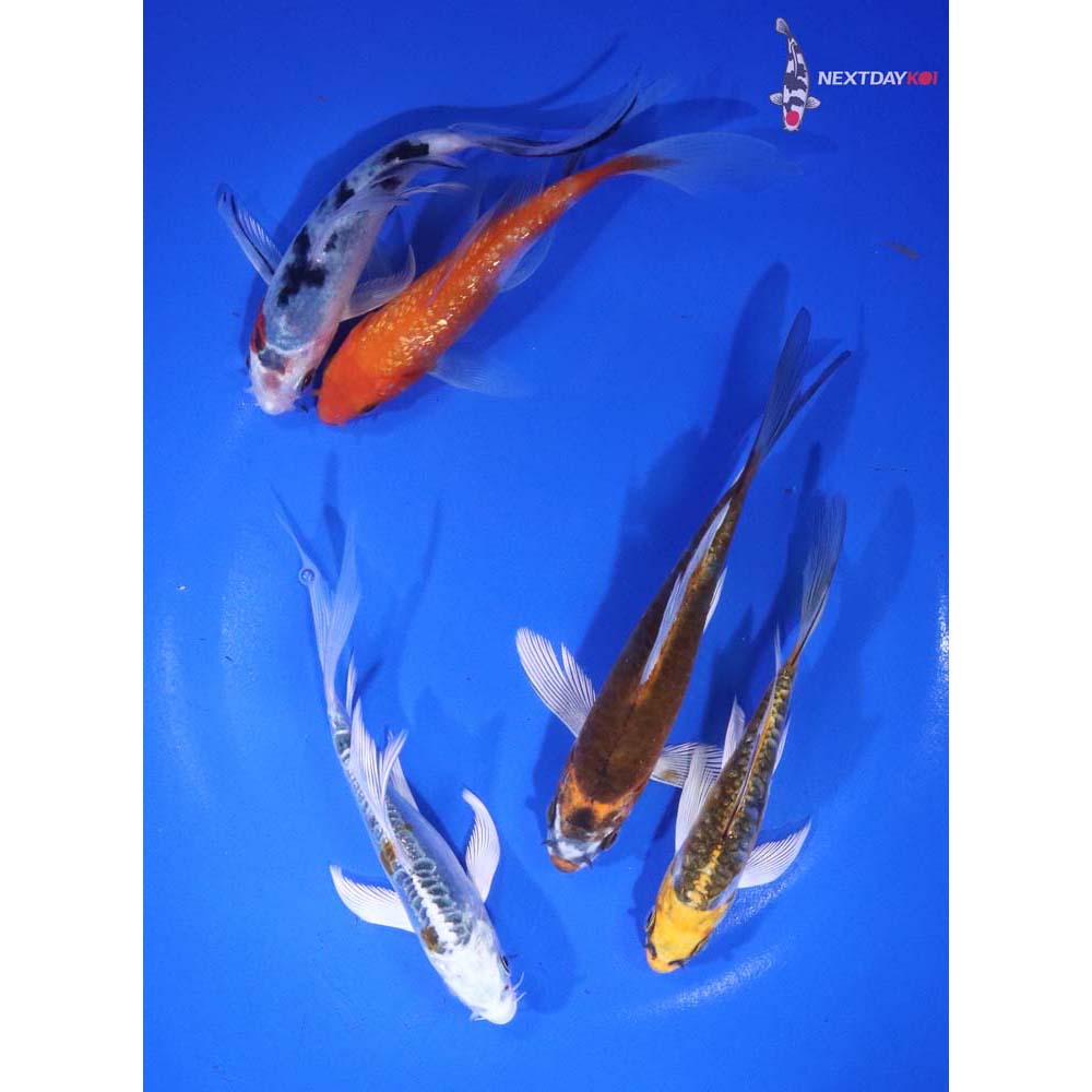 Lot of (5) 4-5" Imported Assorted Butterfly Koi