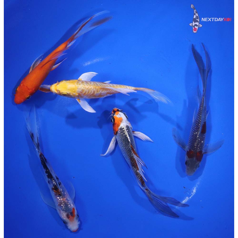 Lot of (5) 4-5" Imported Assorted Butterfly Koi