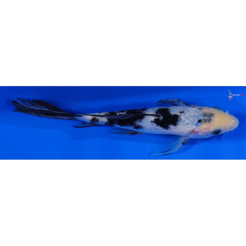 6.5” Imported Shiro Bekko Butterfly Koi