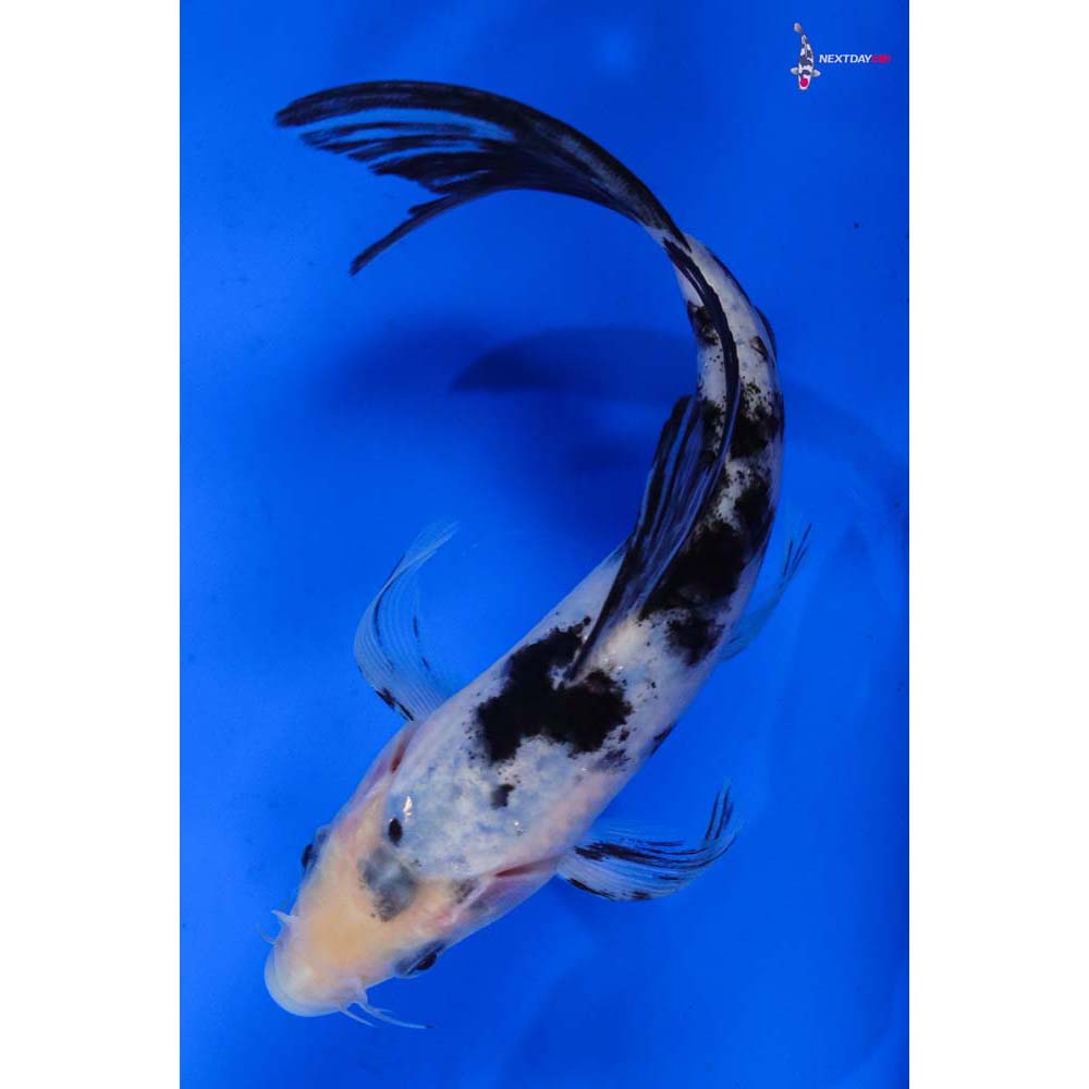 6.5” Imported Shiro Bekko Butterfly Koi