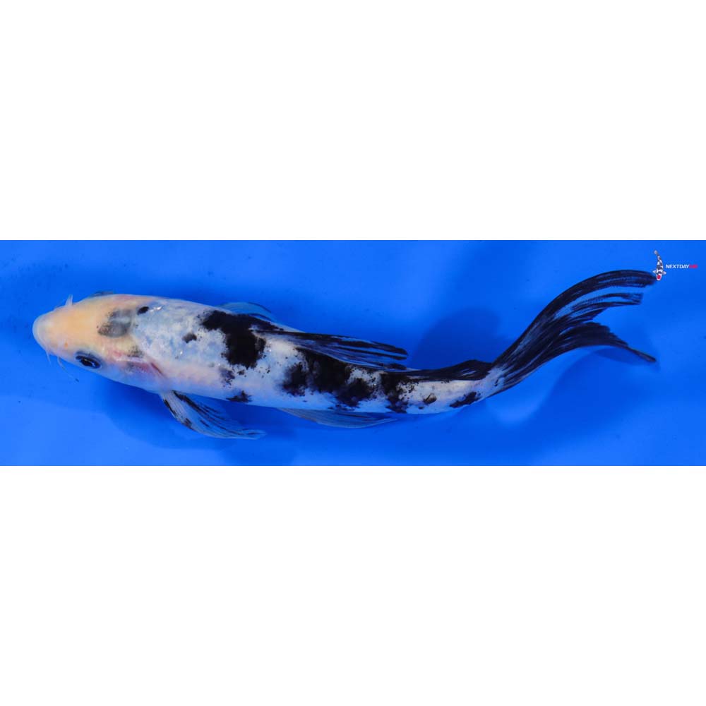 6.5” Imported Shiro Bekko Butterfly Koi