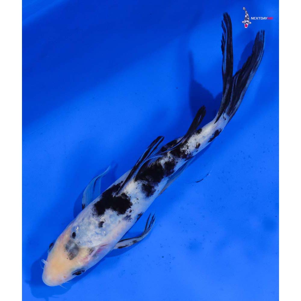 6.5” Imported Shiro Bekko Butterfly Koi