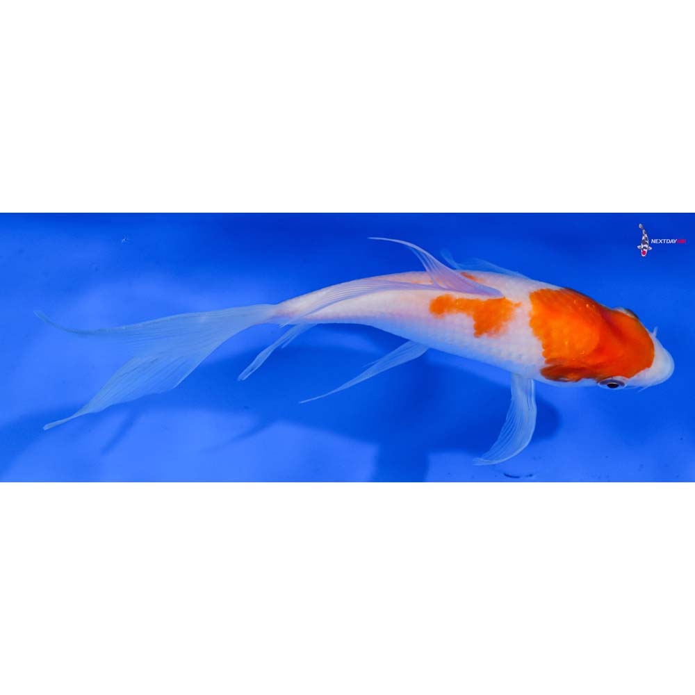 6” Imported Kohaku Butterfly Koi