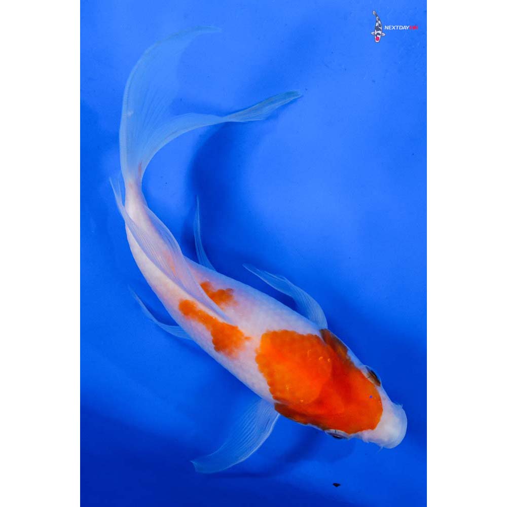 6” Imported Kohaku Butterfly Koi