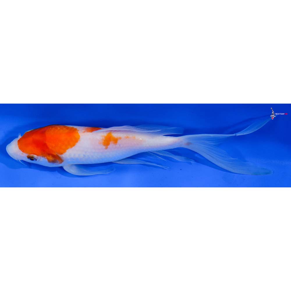 6” Imported Kohaku Butterfly Koi