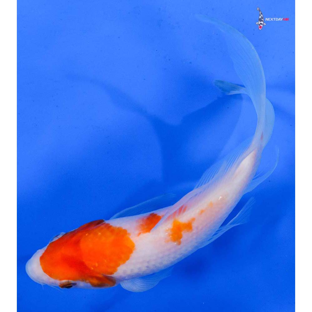 6” Imported Kohaku Butterfly Koi