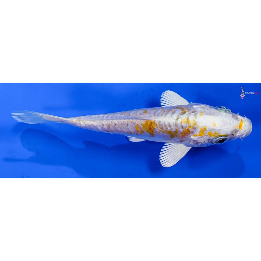 4.5” Imported Heisei Nishiki