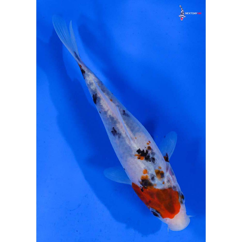 5” Imported Sanke