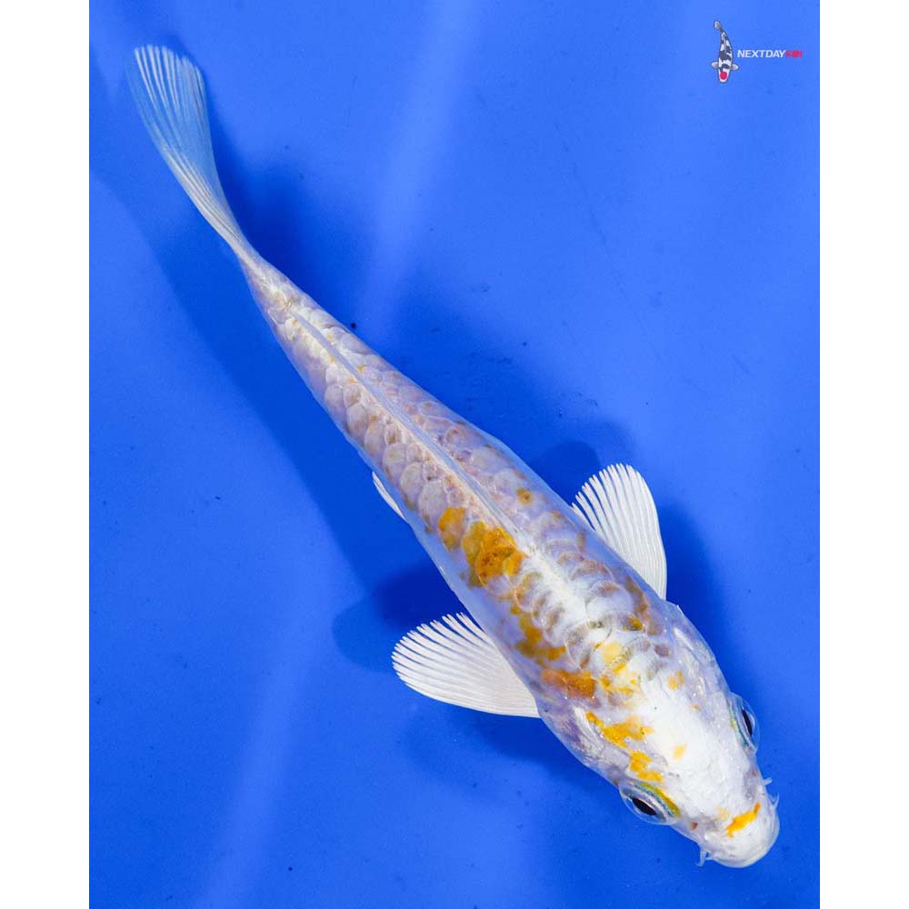 4.5” Imported Heisei Nishiki