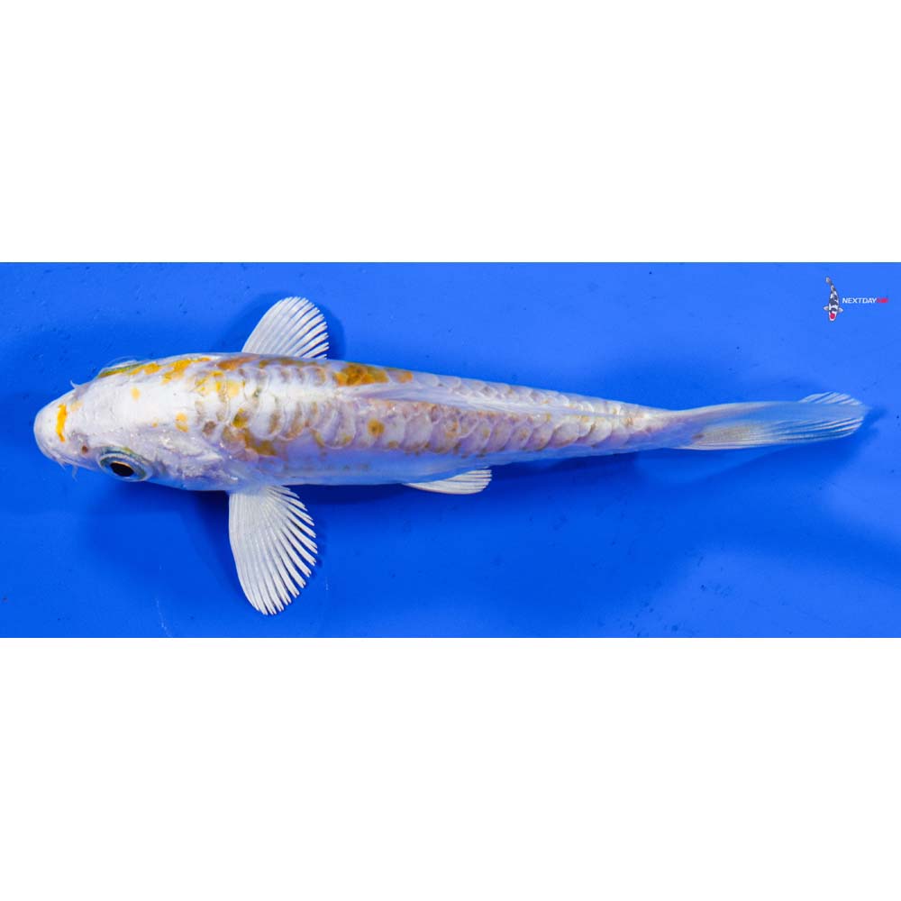 4.5” Imported Heisei Nishiki