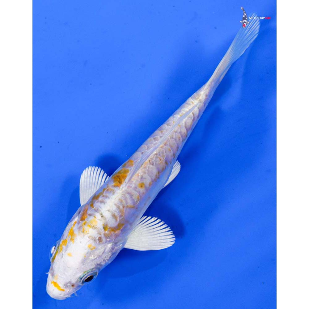 4.5” Imported Heisei Nishiki