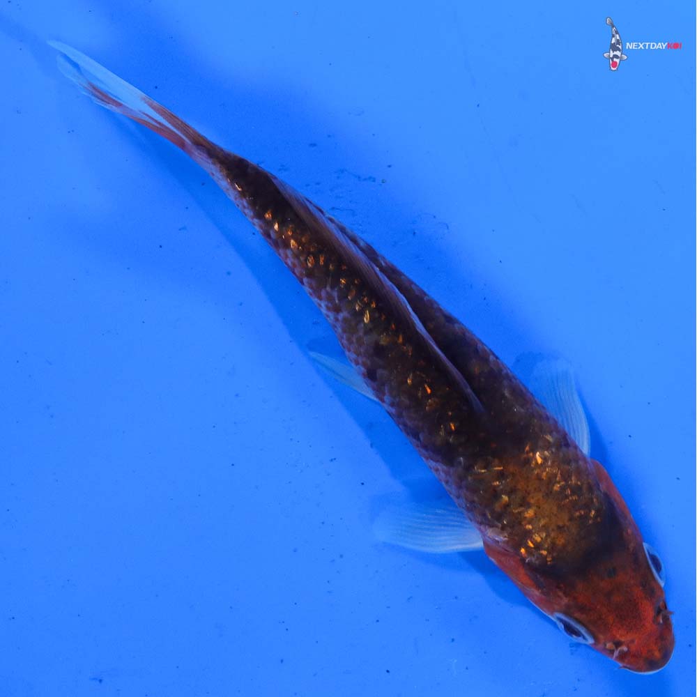 4” Imported Gin Rin Goromo