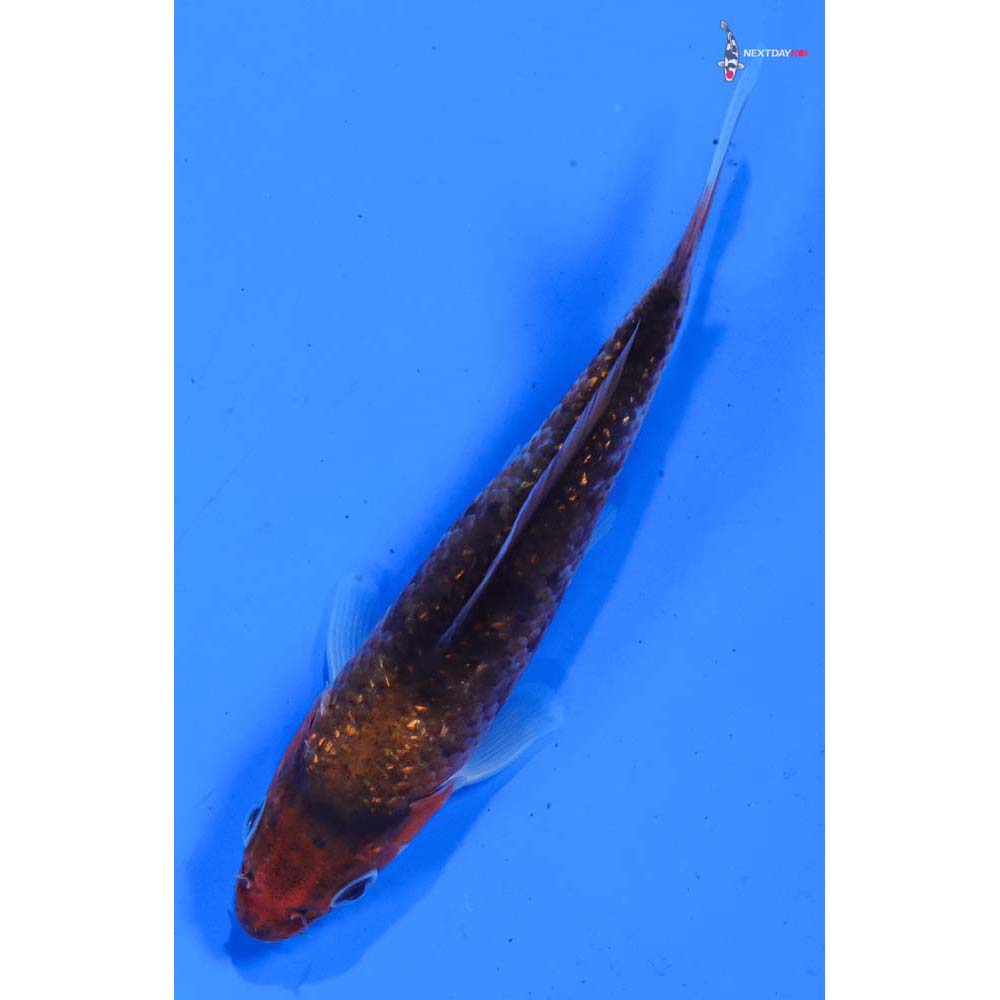 4” Imported Gin Rin Goromo