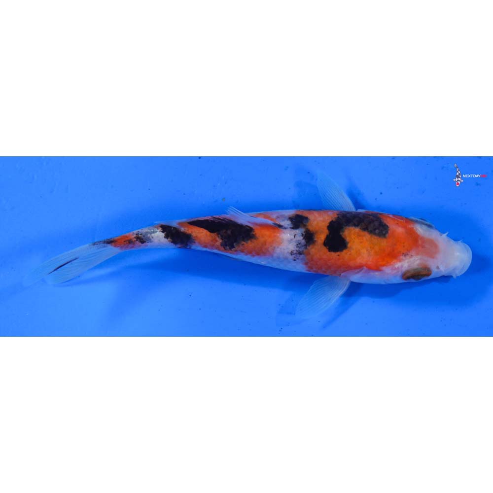 4” Imported Sanke