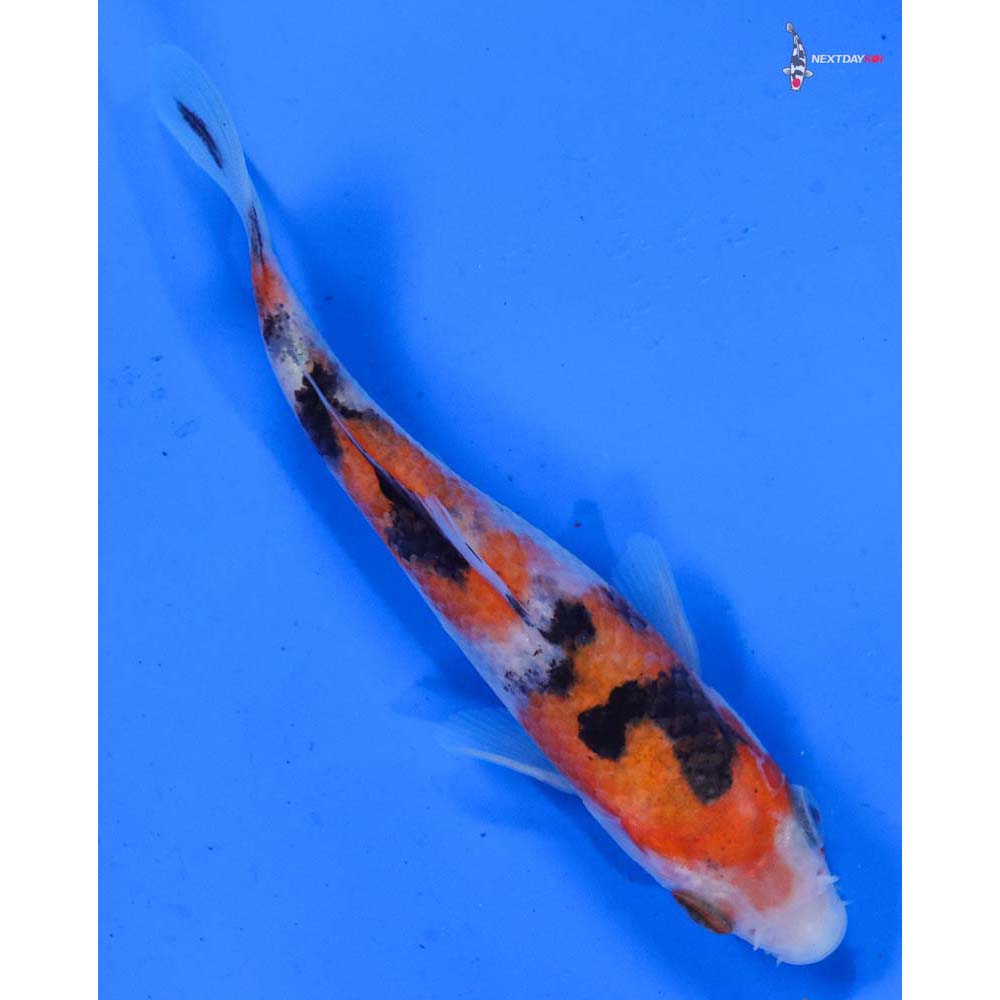 4” Imported Sanke