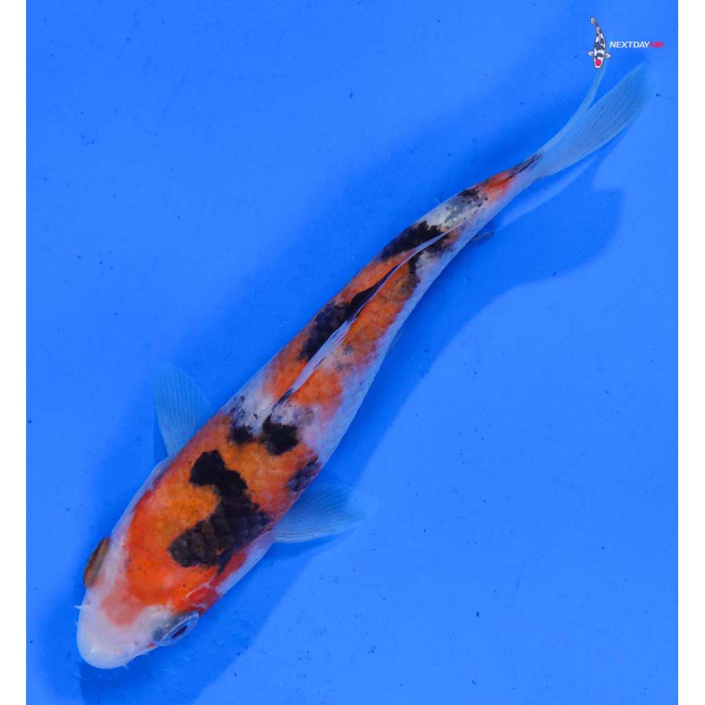 4” Imported Sanke