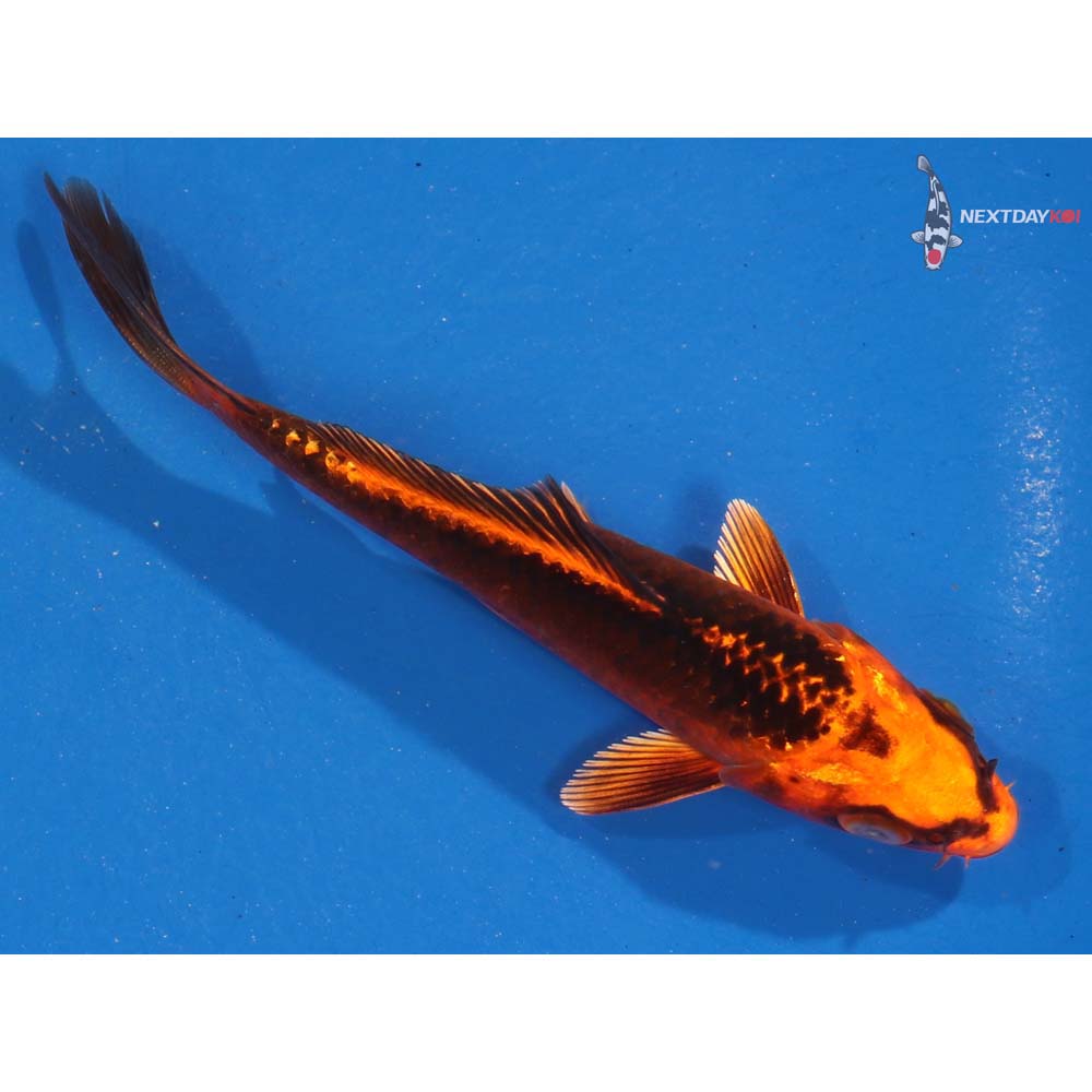 4.5” Imported Orenji Matsuba