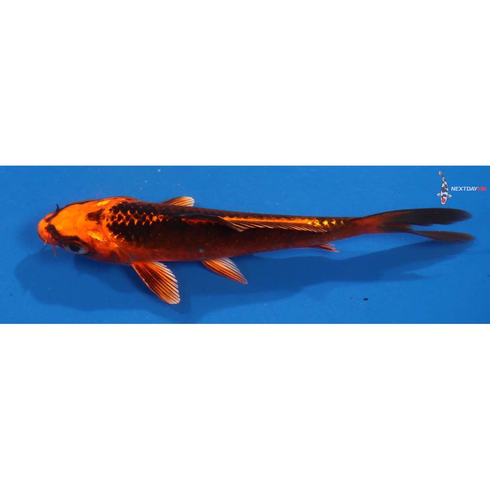 4.5” Imported Orenji Matsuba