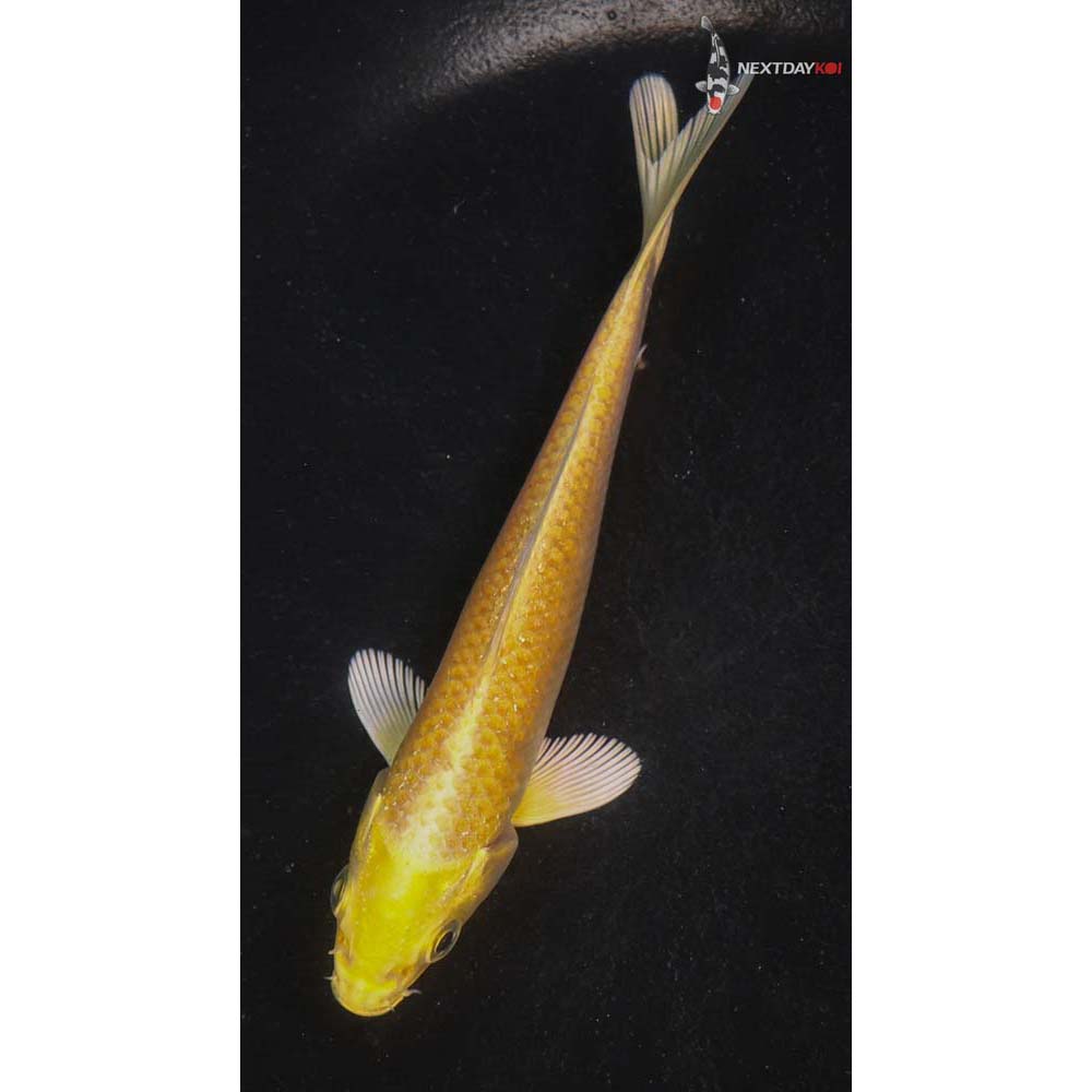 5” Imported Yamabuki Ogon