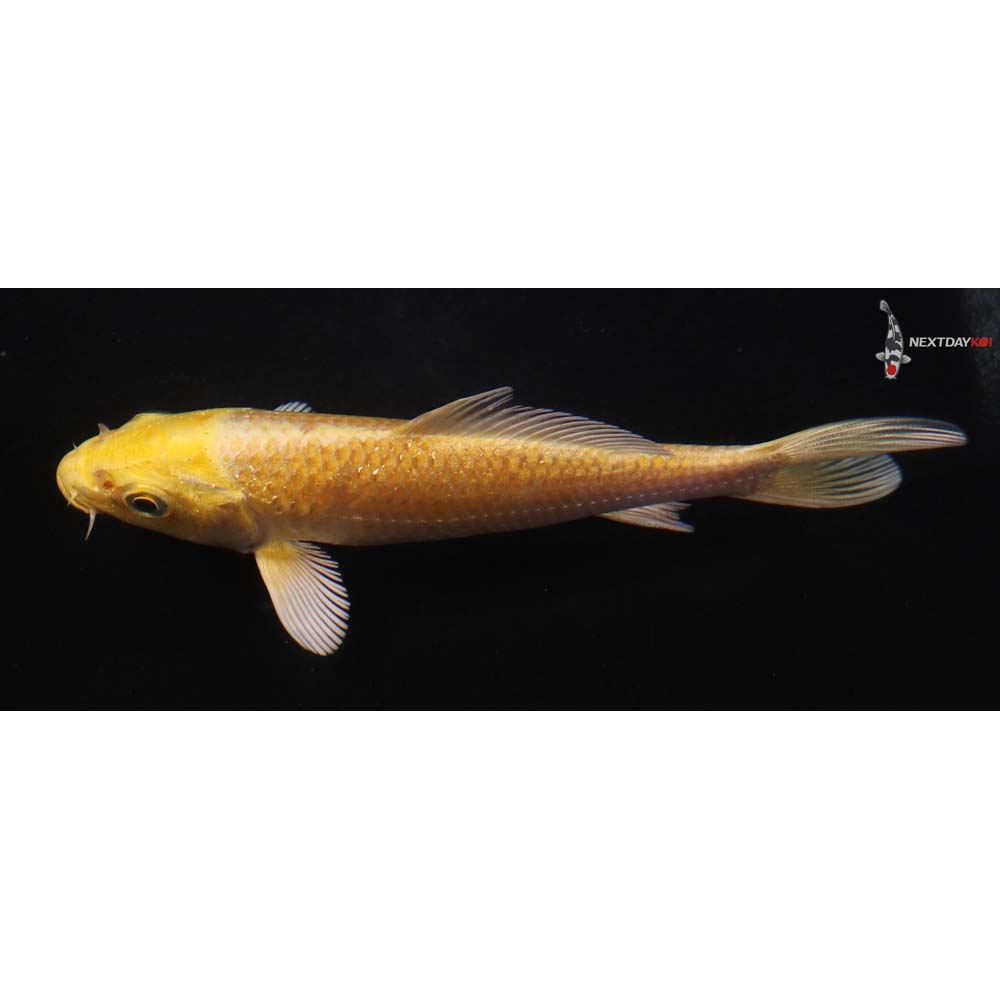 5” Imported Yamabuki Ogon