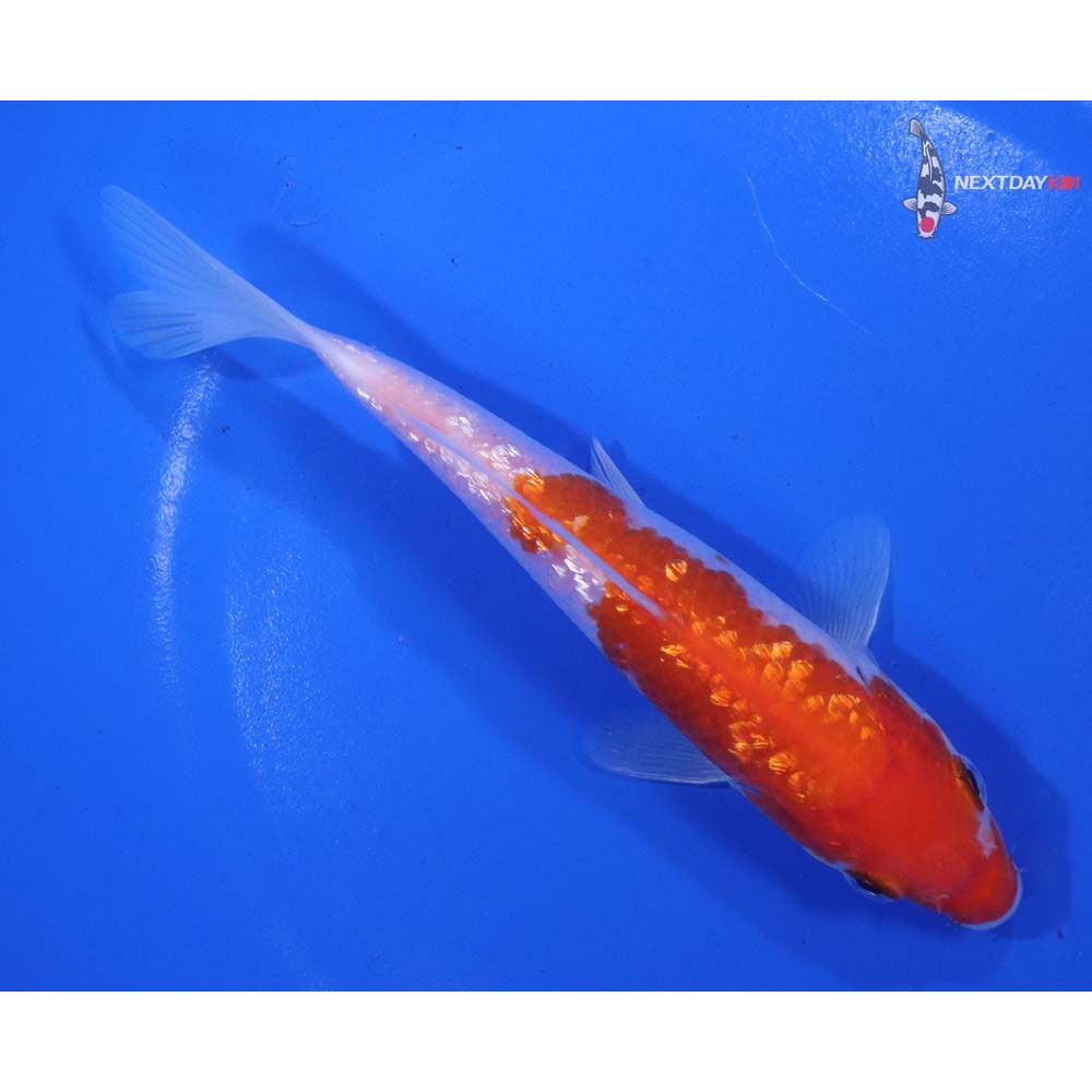 6β Imported Gin Rin Kohaku