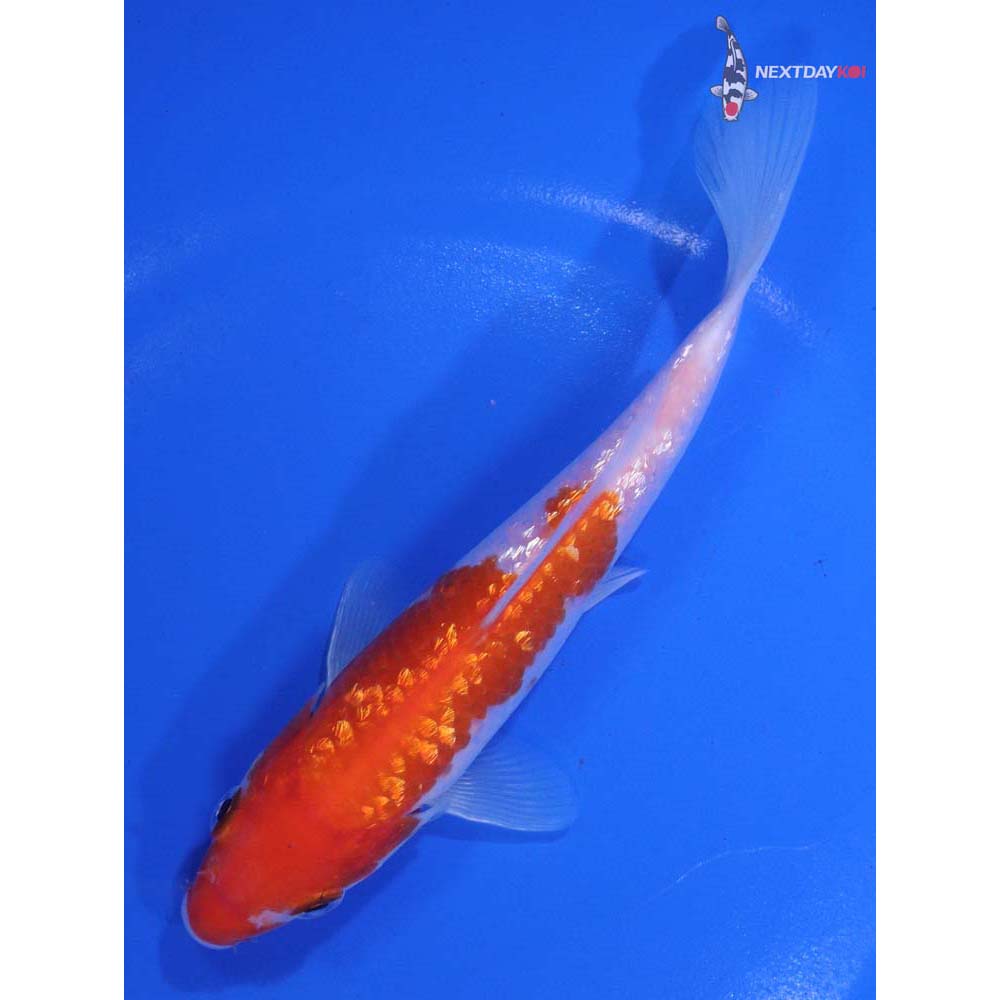 6β Imported Gin Rin Kohaku