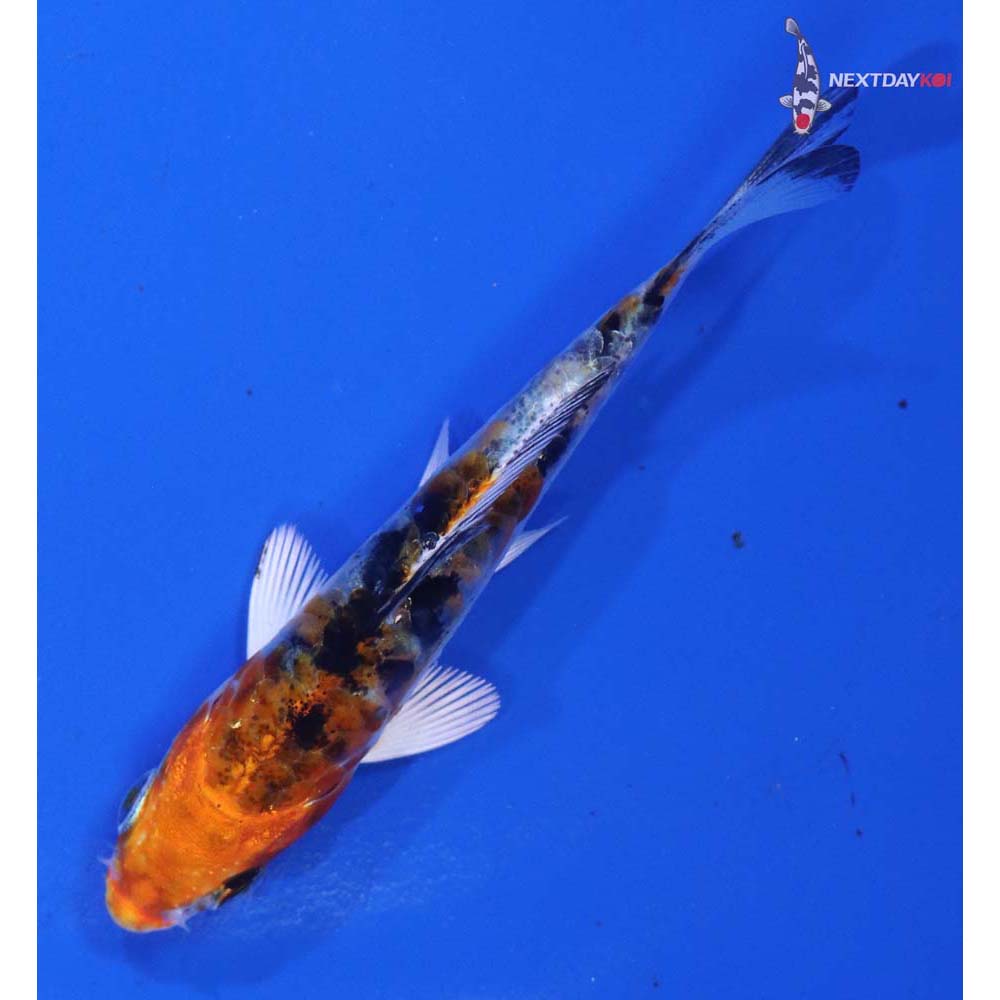 3” Imported Armor Scaled Yamato Nishiki