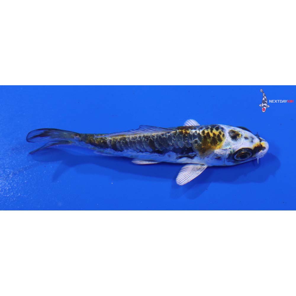 3” Imported Kin Kikokuryu