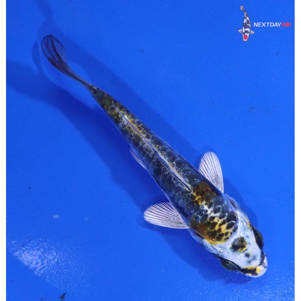 3” Imported Kin Kikokuryu