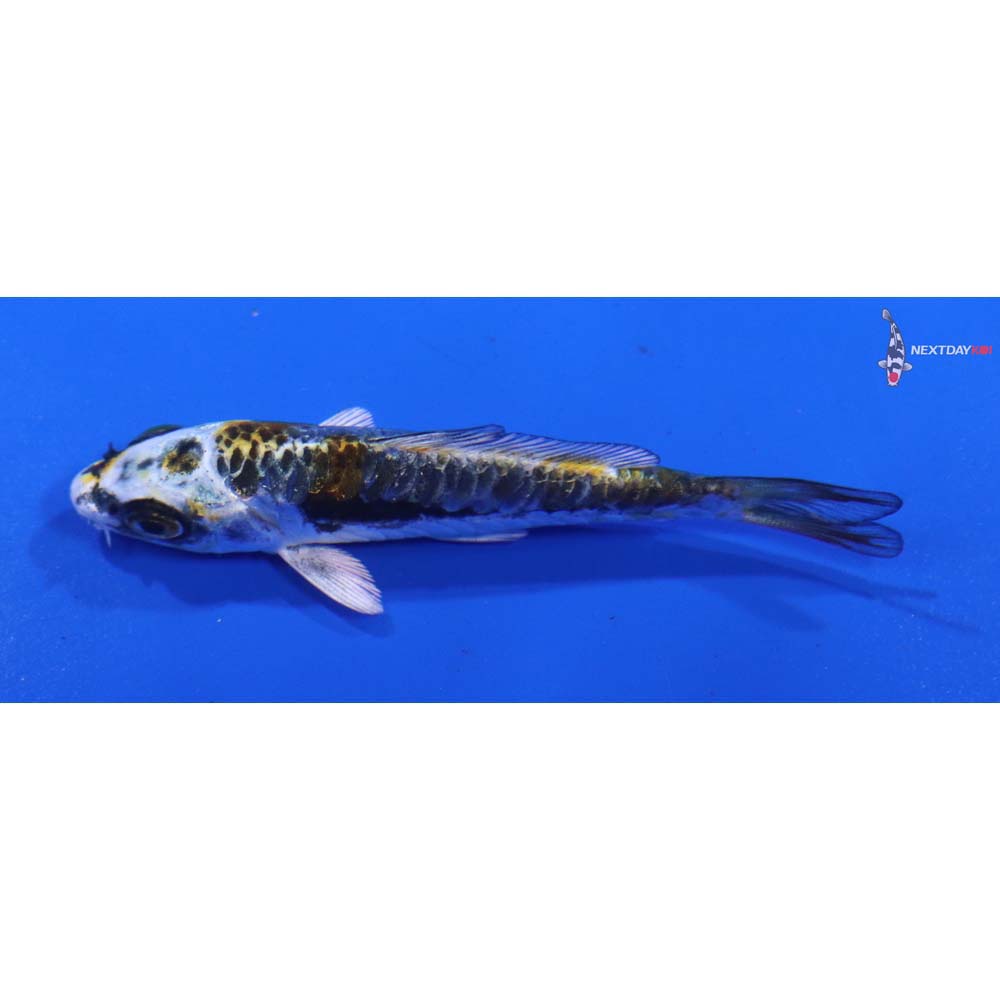 3” Imported Kin Kikokuryu