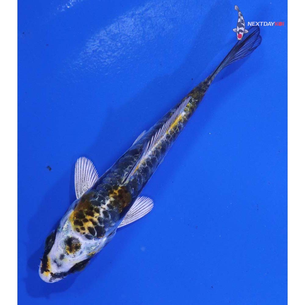 3” Imported Kin Kikokuryu