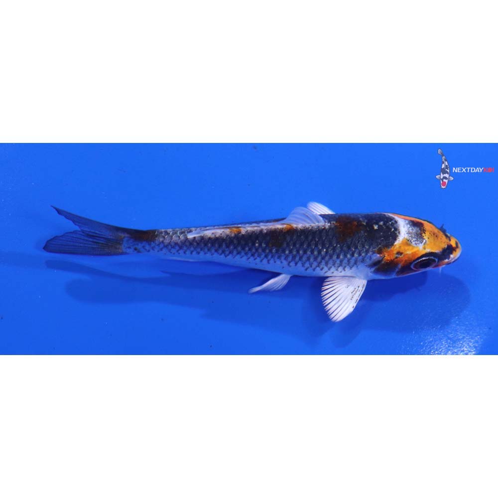 3.5” Imported Kujaku