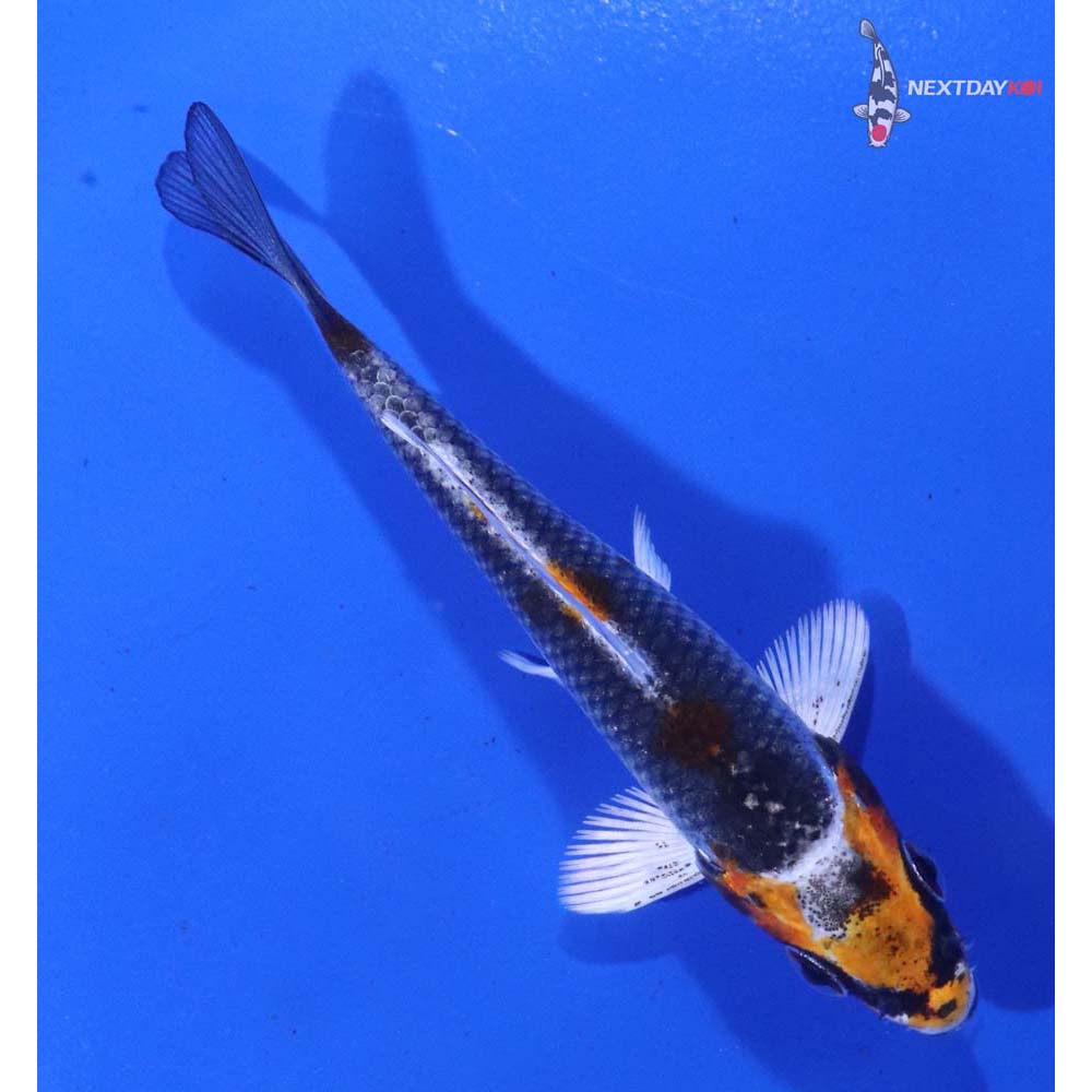 3.5” Imported Kujaku