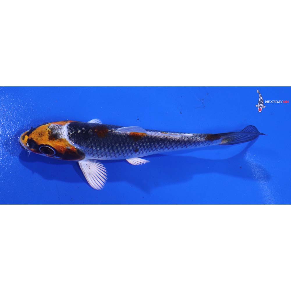 3.5” Imported Kujaku