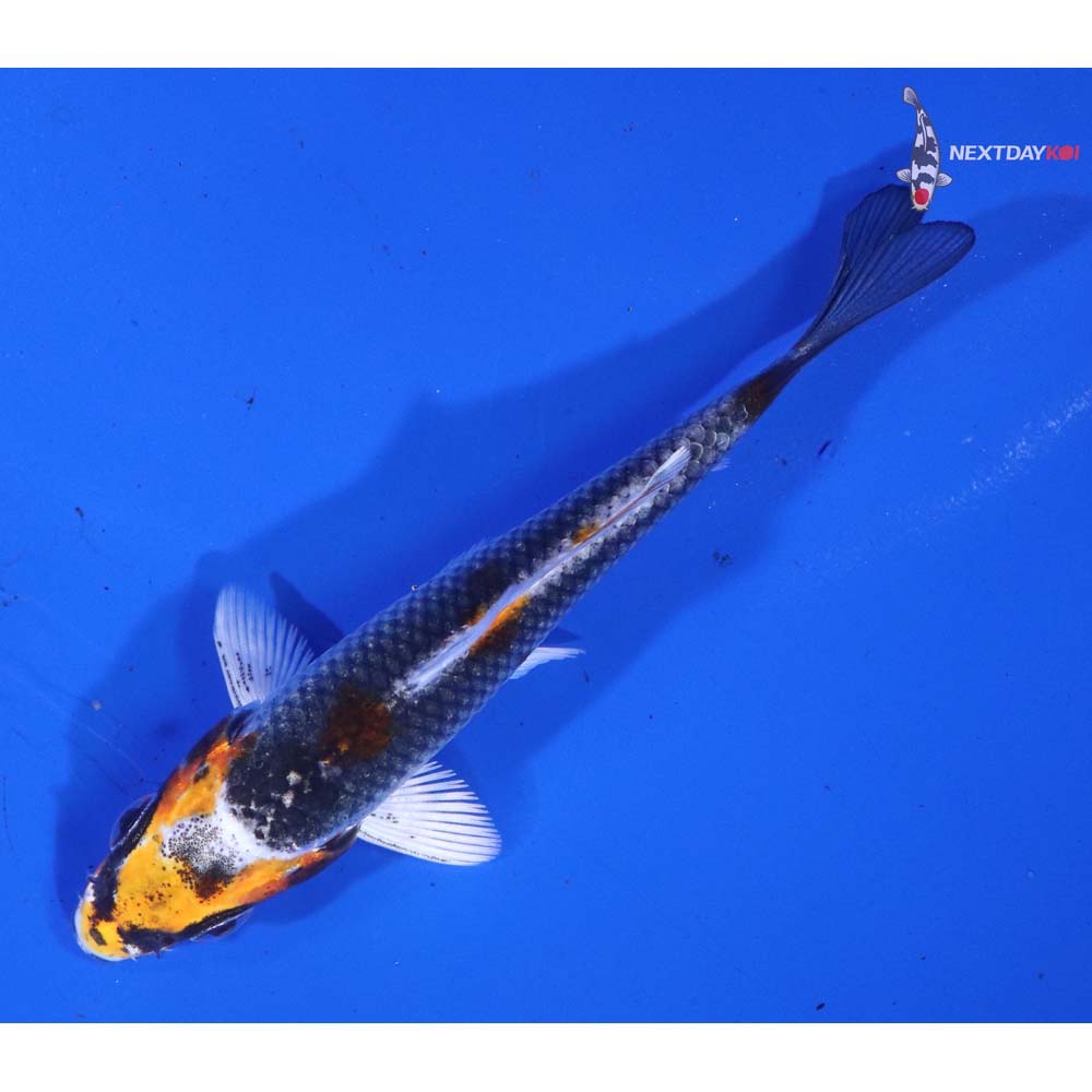 3.5” Imported Kujaku